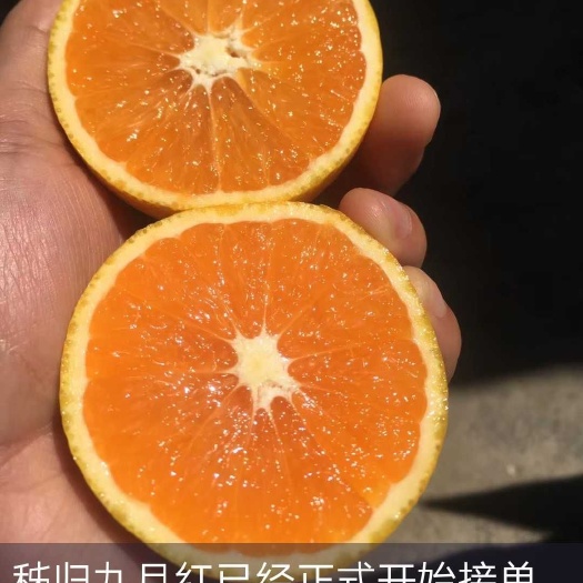 瓦房店市塔罗科血橙 求够血橙