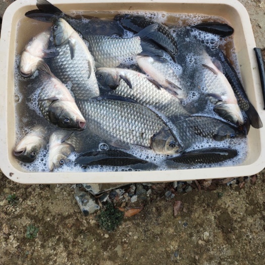 东至县 水库草鱼，鲫鱼