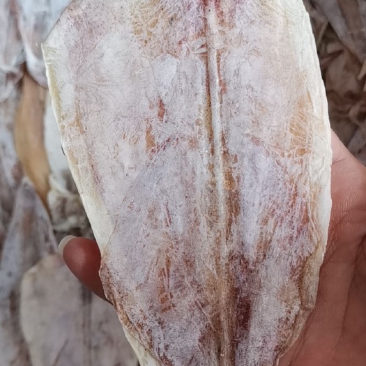 鱿鱼干 A2干鱿鱼