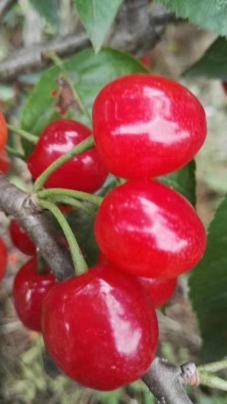 红妃樱桃苗，乌皮樱桃苗，内陆大樱桃品种，适应南北方种植。