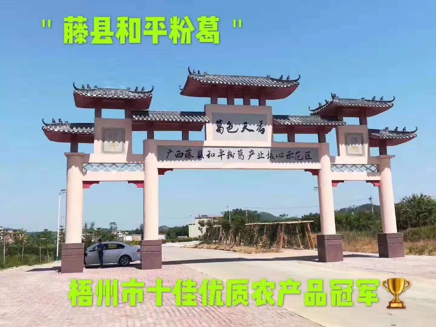 中国粉葛之乡——藤县和平无渣粉葛
