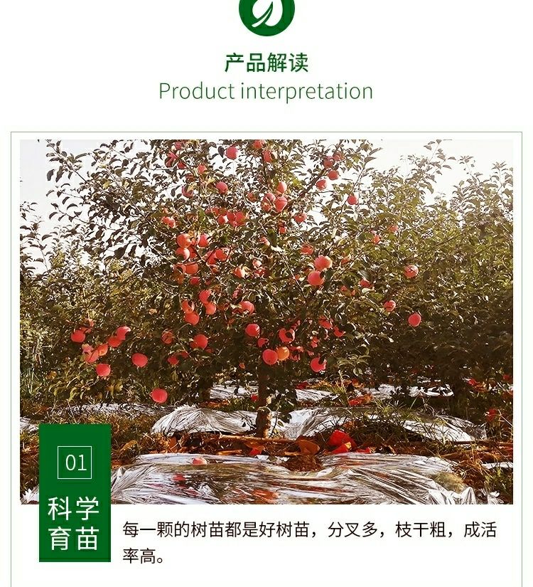  正宗嫁接红富士苹果树苗北方地栽苹果苗庭院果园建设包邮苹果树