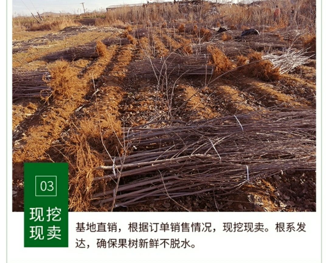  正宗嫁接红富士苹果树苗北方地栽苹果苗庭院果园建设包邮苹果树