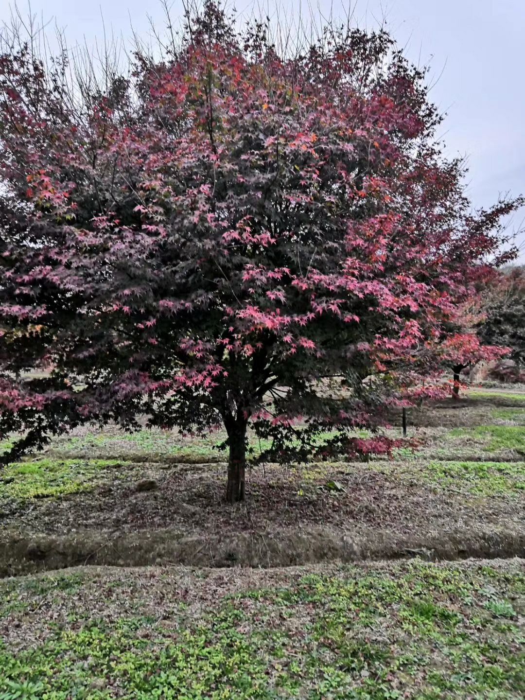 小叶鸡爪槭 鸡爪槭