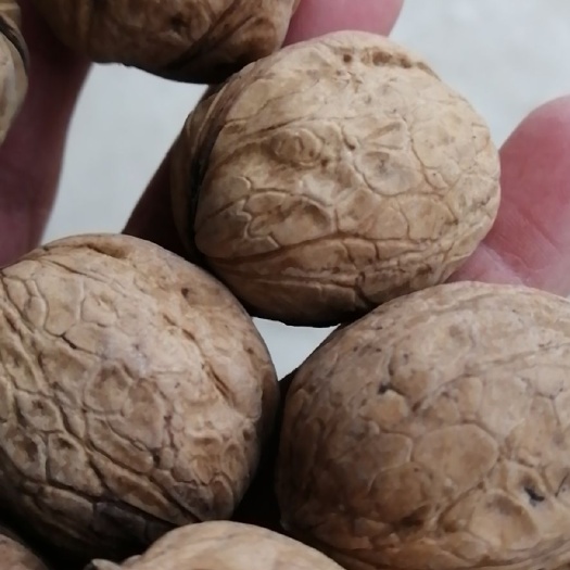 白水县纸皮核桃 30mm以上 散装 6-12个月
