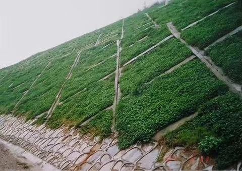 沭阳县 庭院四季青草坪种子果岭草狗牙根不修剪马尼拉护坡草皮绿化草种子