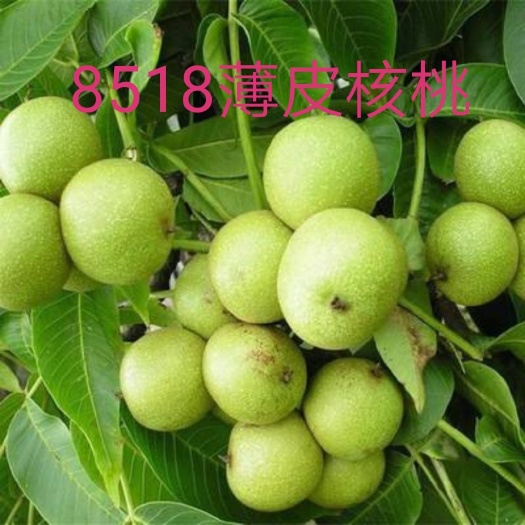 平邑县 8518核桃苗，保证品种，保证成活，死苗补发，保湿发货