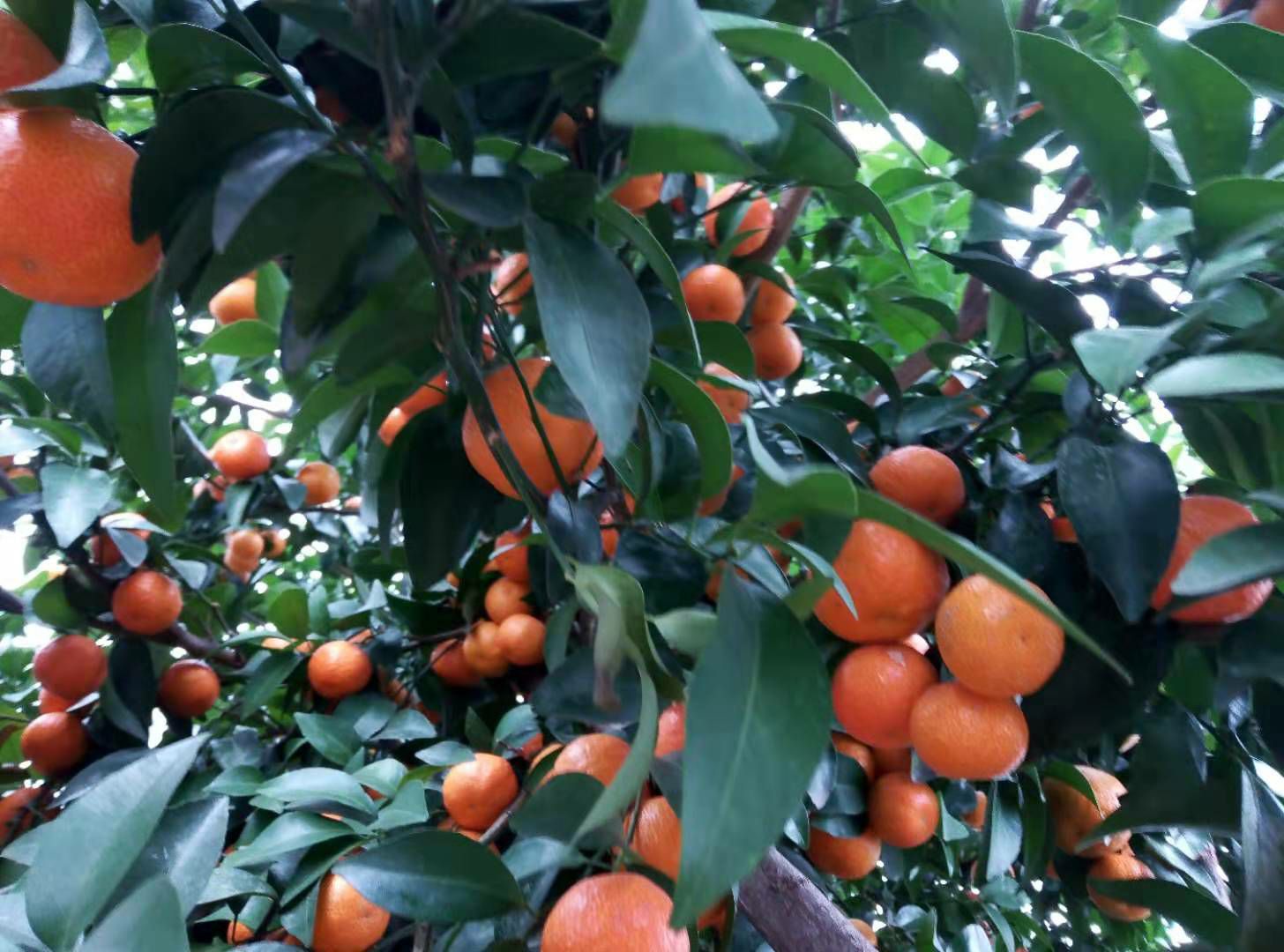 2025年金秋沙糖桔 广西桂林砂糖橘 包邮 新鲜现摘纯甜薄皮