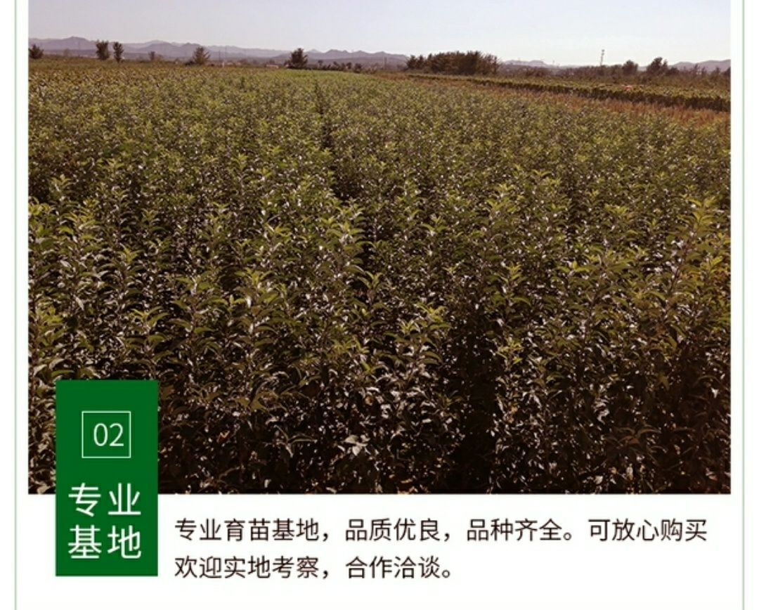  正宗嫁接红富士苹果树苗北方地栽苹果苗庭院果园建设包邮苹果树