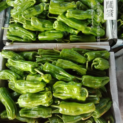 徐闻县精品薄皮椒10--20厘米、青、微辣