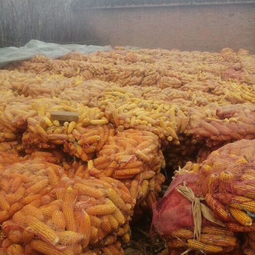 大名县农大108玉米种子 出售玉米棒，质量一般，六毛一斤，地址河北大名，