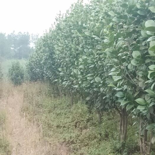 九江山茶花 10cm以下