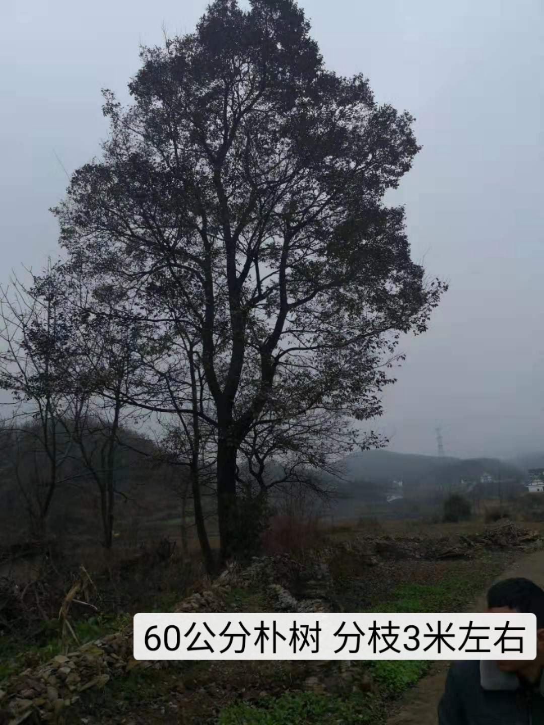  2米直径朴树王  各种规格精品朴树