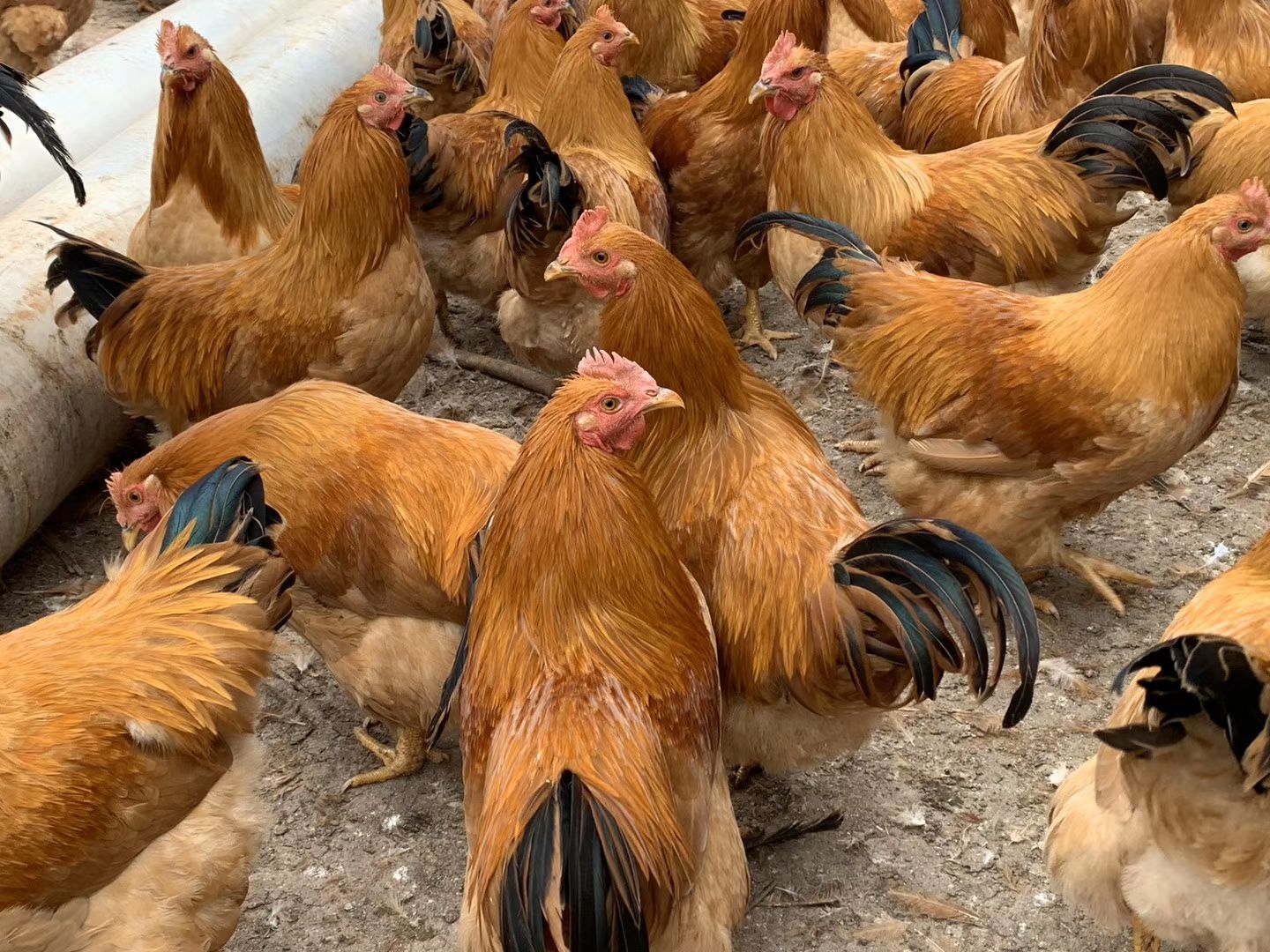  阉鸡！！长期岀售