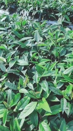 通道县 大量出售黑老虎苗木，有需要种植的朋友可联系我