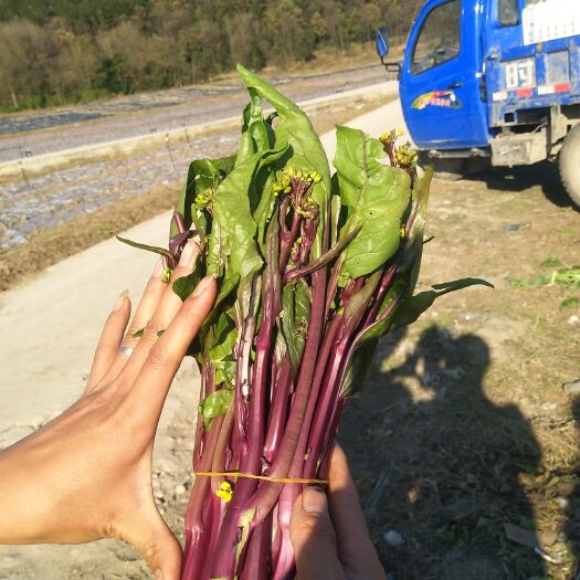 安顺红油菜 精品紫菜苔