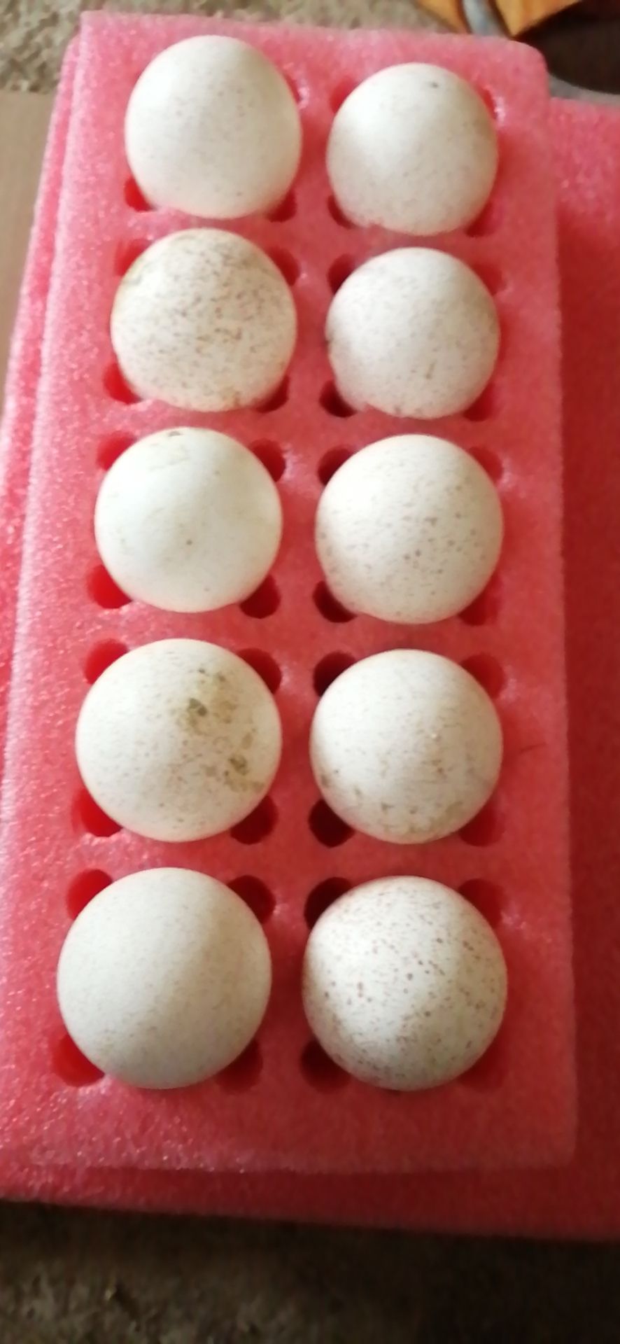 祁阳市鸡蛋火鸡蛋受精蛋食用蛋营养蛋月子蛋儿童健康长高蛋