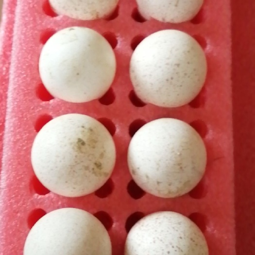 祁阳市鸡蛋火鸡蛋受精蛋食用蛋营养蛋月子蛋儿童健康长高蛋