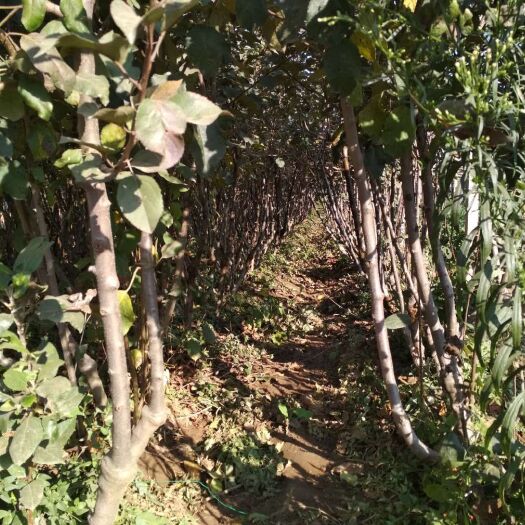 潍坊 脱毒M9T337矮化自根砧苹果树苗，品种齐全。