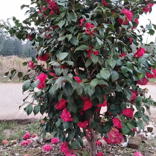 宁远县茶花球 100~140cm