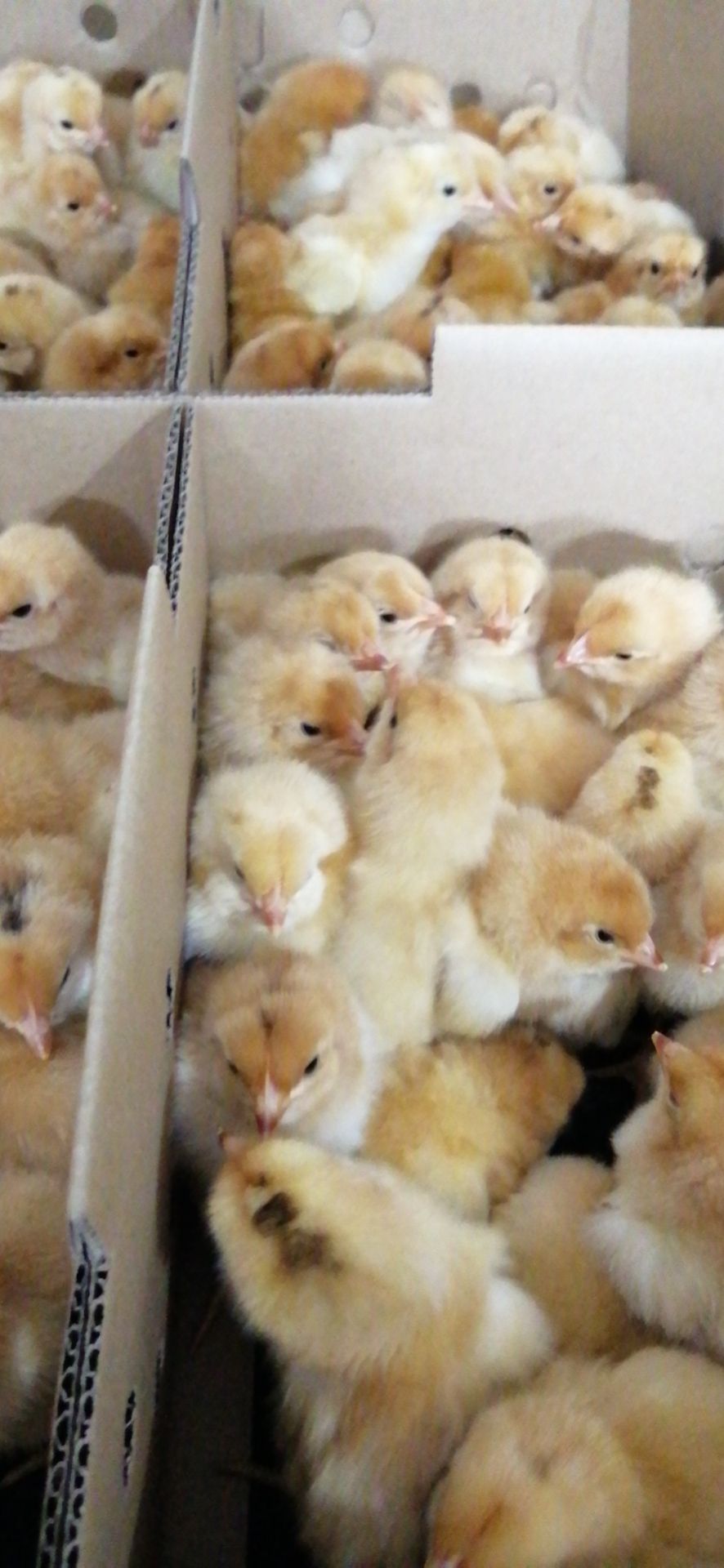 快大黄鸡苗 快大黄花公