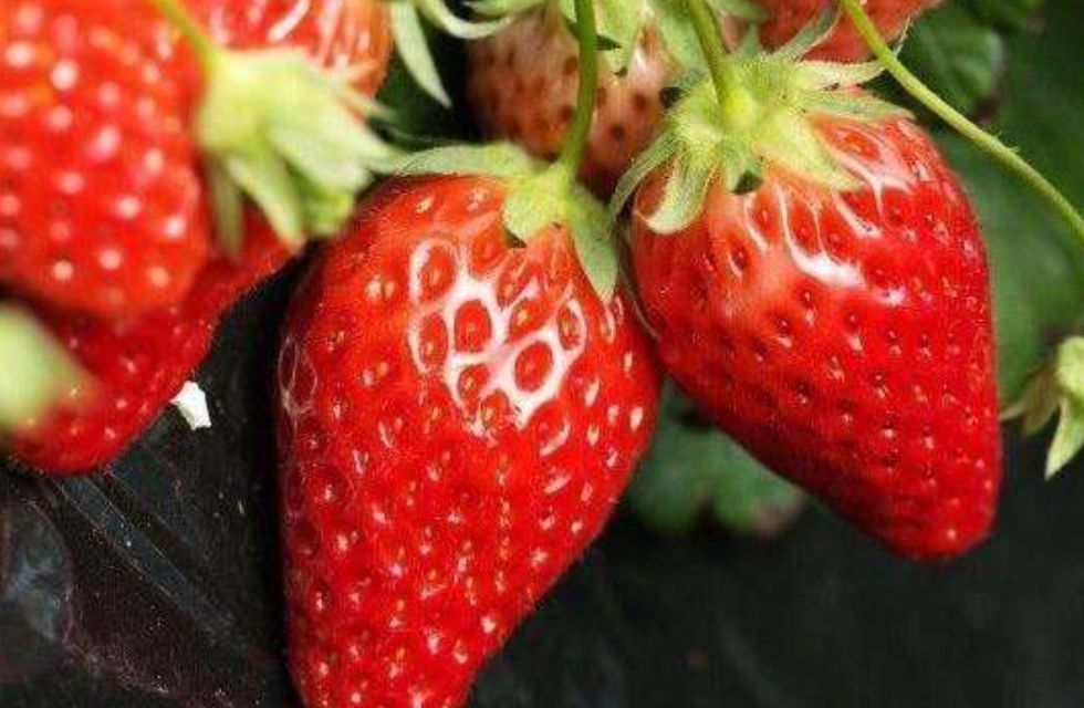 宿迁草莓种子红颜章姬白奶油草莓种籽大果香甜草莓种子蔬菜水果种籽