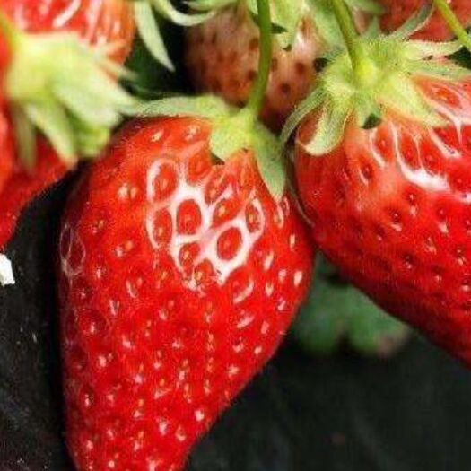 草莓种子红颜章姬白奶油草莓种籽大果香甜草莓种子蔬菜水果种籽