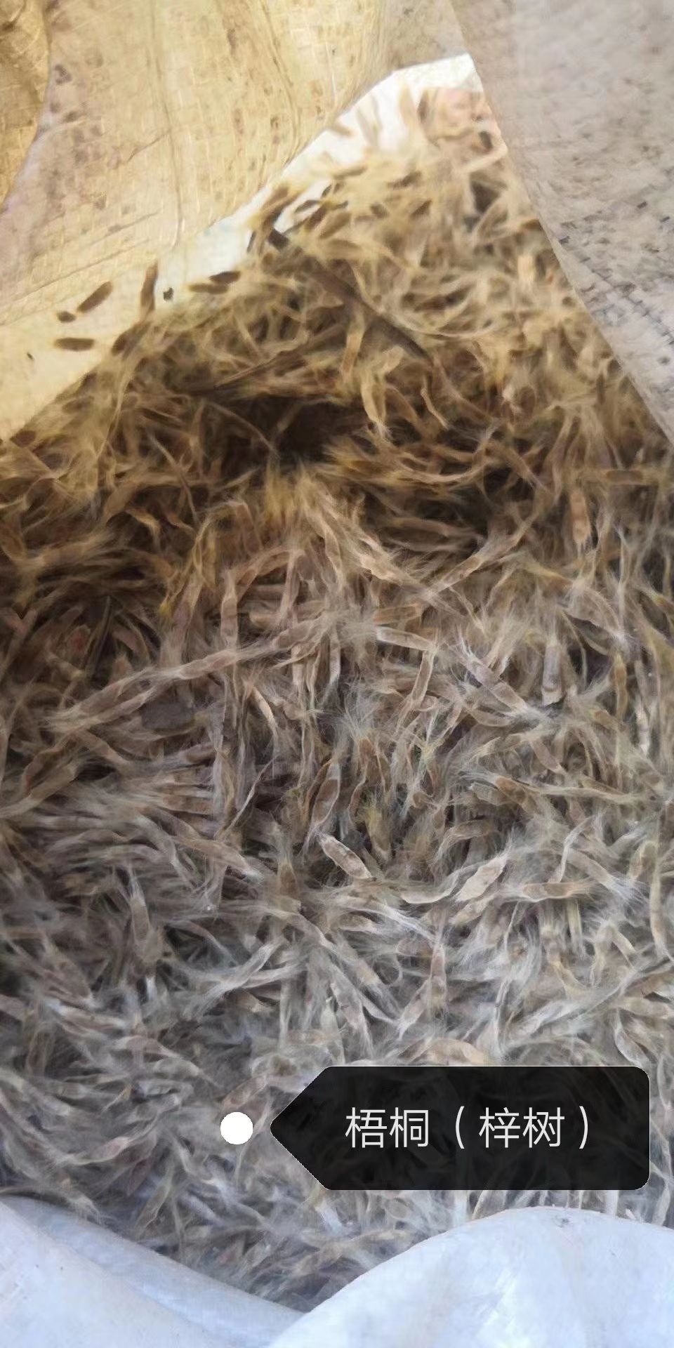 开原市梓树种子 梧桐树种子 一级梓树籽 东北梧桐树树苗 梓树净籽价格优惠