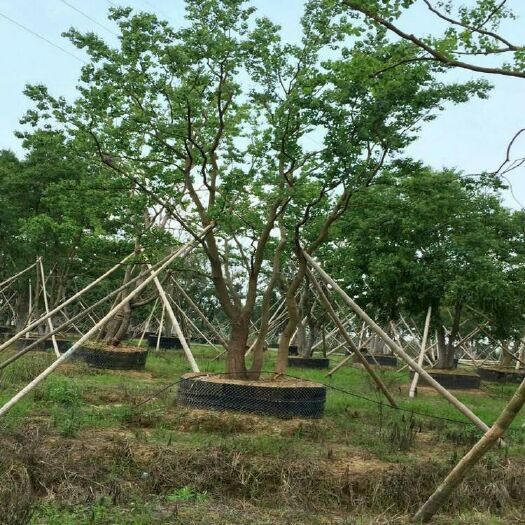 南京小叶朴  供应5-50公分独杆朴树 大朴树价格 丛生朴树