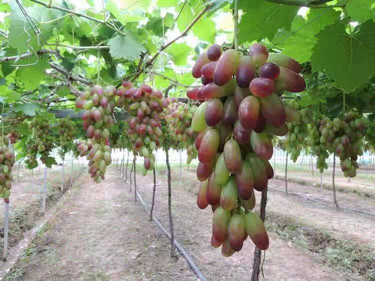  葡萄苗，美人指葡萄，基地直销，当年挂果，可签订合同