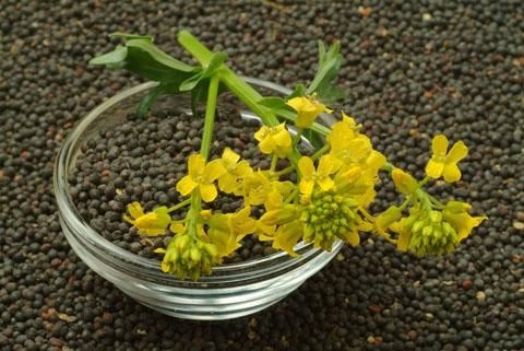 沭阳县 油菜籽