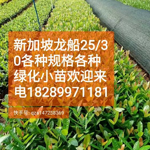 海口 各种地被绿化小苗。