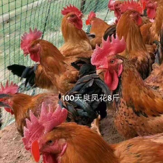 兰州良凤花鸡苗 大种良凤花鸡苗批发  快大良凤花鸡苗供应