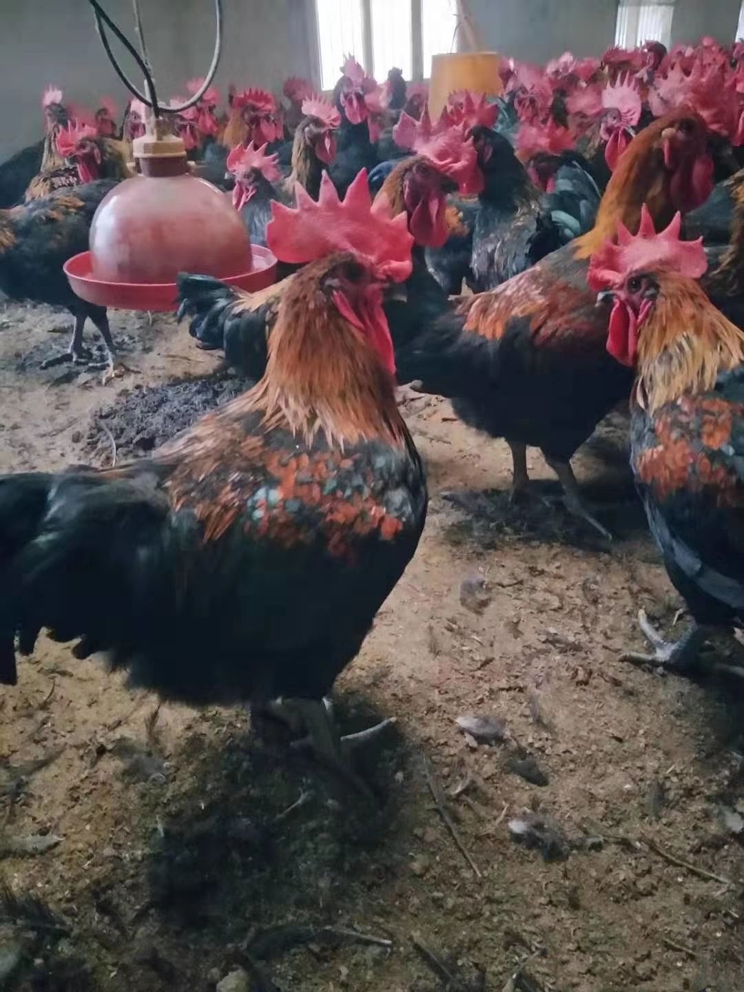 天露黑鸡苗价格 黑5鸡苗批发 黑鸡苗供应  快大黑鸡苗供应