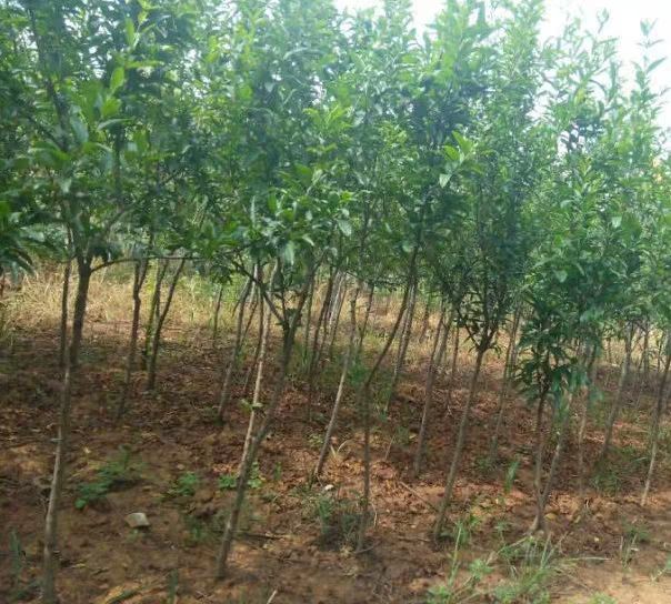 蒙阳红石榴苗  石榴树树苗突尼斯软籽盆栽地栽当年结果室内庭院