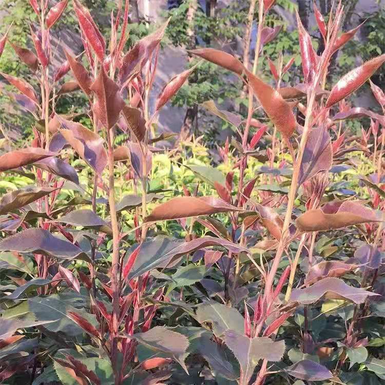  梨树苗，早熟品种，基地直销，当年挂果，现挖现发货，