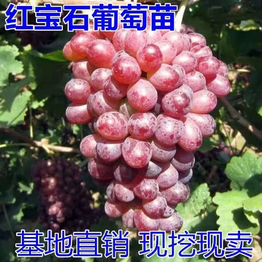 平邑县红宝石葡萄苗大苗果树果苗爬藤嫁接苗果树苗当年结果葡萄树苖盆