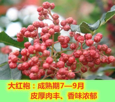 平邑县花椒苗大红袍花椒苗保湿发货品种纯正基地直销包品种包邮产地直销