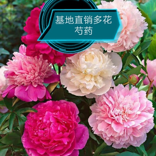 多花芍药  观赏 芍药花苗庭院花卉易活芍药根块带芽室内盆栽室
