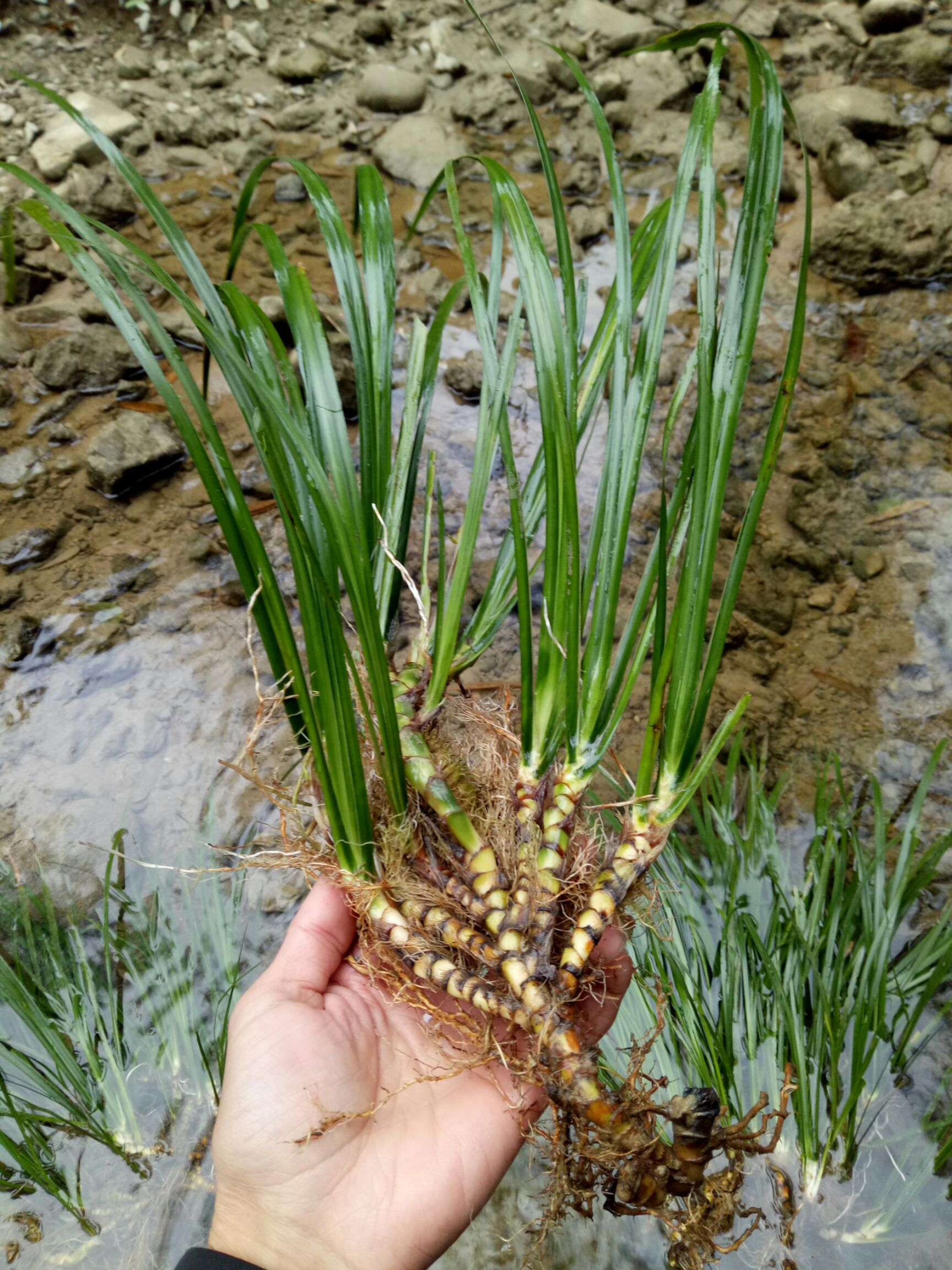  石菖蒲新鲜天然 价值高 室内绿化植物