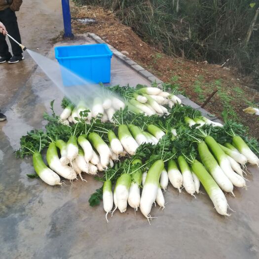 贵阳 毕节水果萝卜
