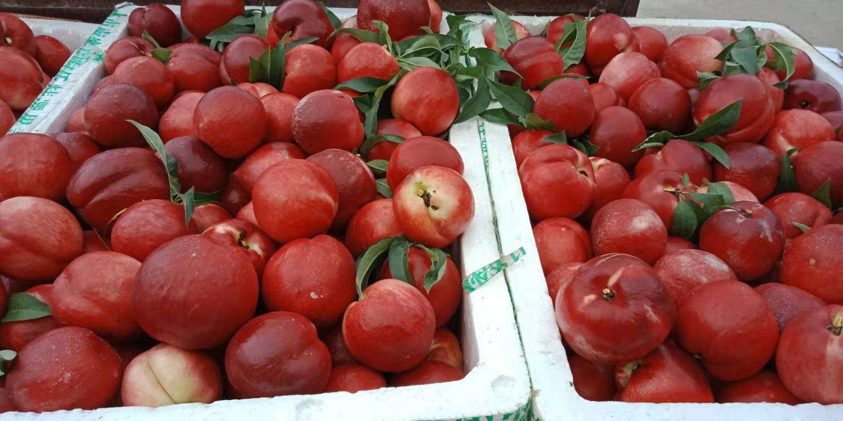 中油13号桃苗  ，产地直销，现挖现发，免费种植技术指导，