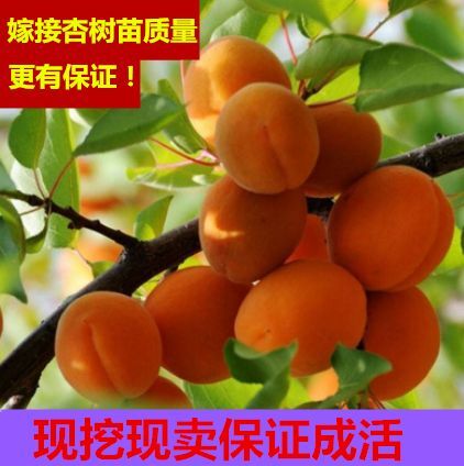 平邑县 优质嫁接杏树苗，品种齐全，正宗品种，苗圃直售欢迎咨询。