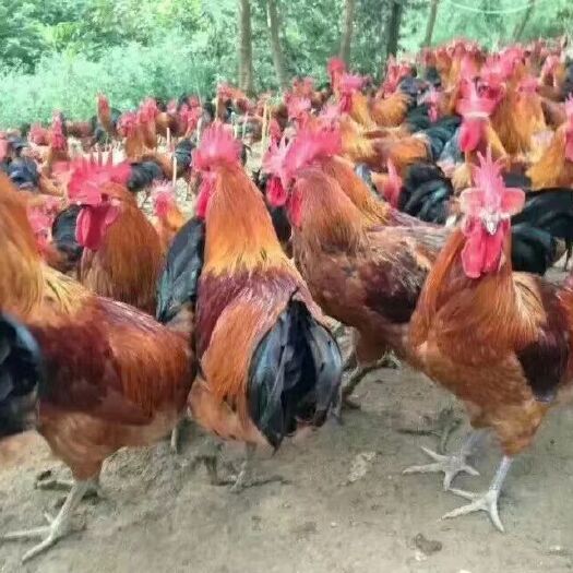 武胜县 红瑶鸡苗