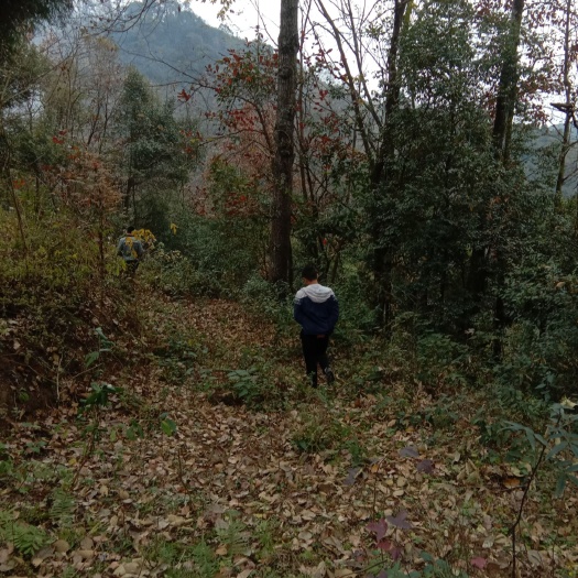 大枫香树 40～50公分