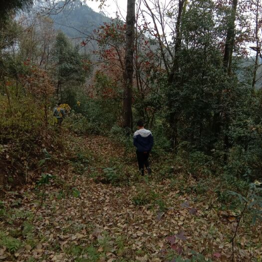 绥阳县大枫香树 40～50公分