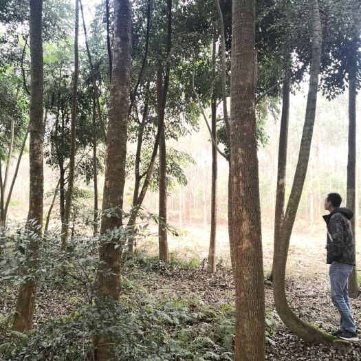  富贵树（广西菜豆树）
