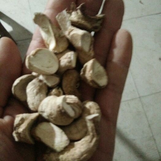 香菇脚，各种规格，年供应量500吨对接食品加工厂