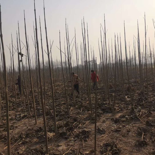 开封 开封泡桐苗木基地各种规格，泡桐苗 泡桐根
