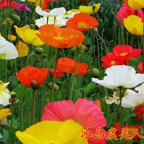 沭阳县 冰岛虞美人种子混色红色虞美人花种子春秋播多年生耐寒耐阴花种子